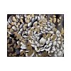 ΠΙΝΑΚΑΣ Fylliana FLOWER ΣΕ ΚΑΜΒΑ ΜΕ ΞΥΛΙΝΟ ΠΛΑΙΣΙΟ 80x2.3x60εκ 148-122-121